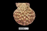 藏品(油畫海扇蛤)的圖片